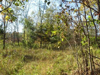 Cline Road Ravenna, MI 49451 - Photo 3 of 14 Additional Photo