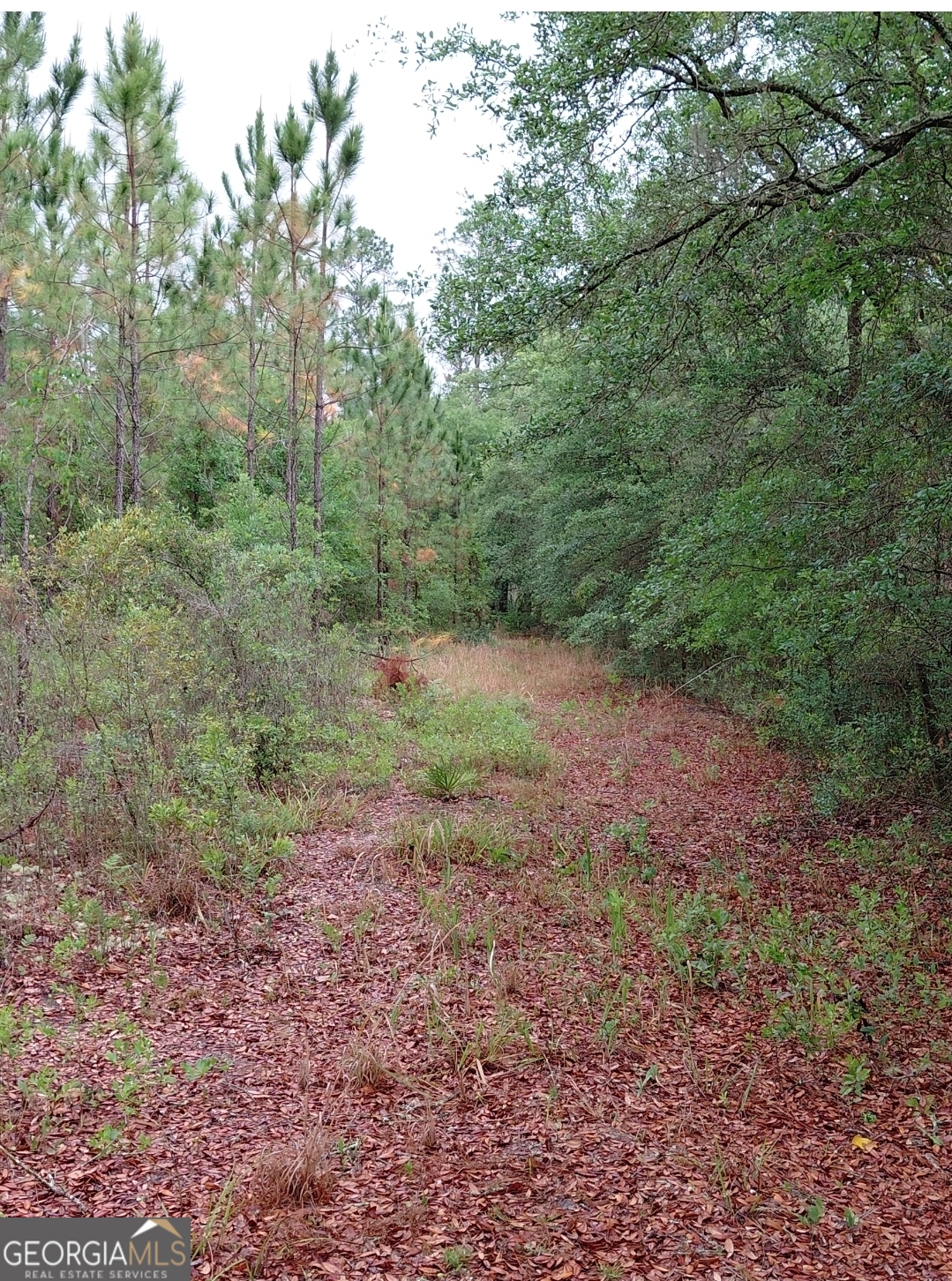 779 Ralph Davis Road, Unit 1 LAND LOT Folkston, GA 31537 - Photo 4 of 28 a view of a yard with lots of trees