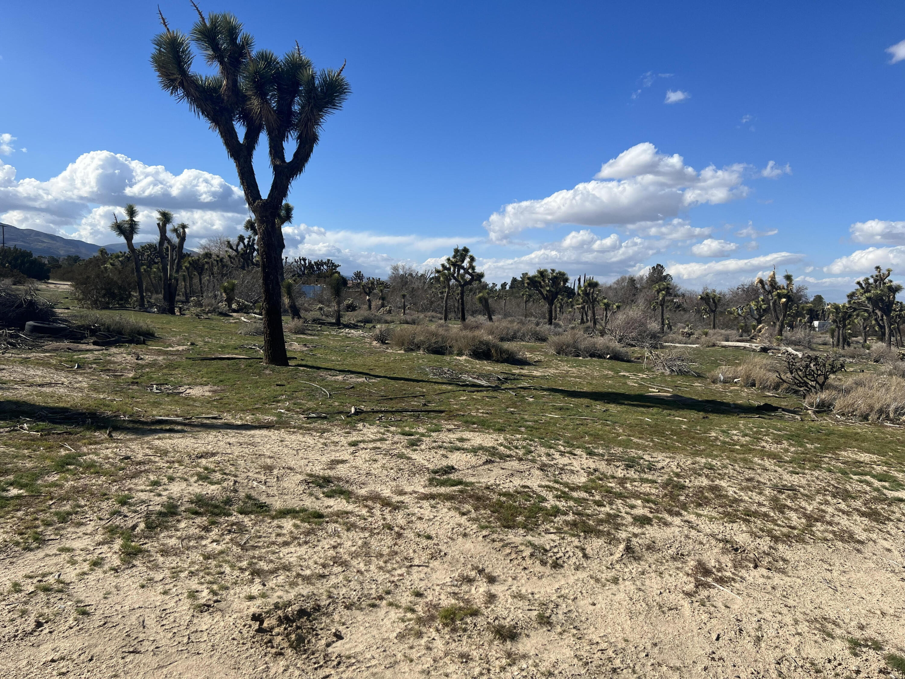 42nd Street Palmdale, CA 93552 - Photo 4 of 6 a view of a yard with a tree