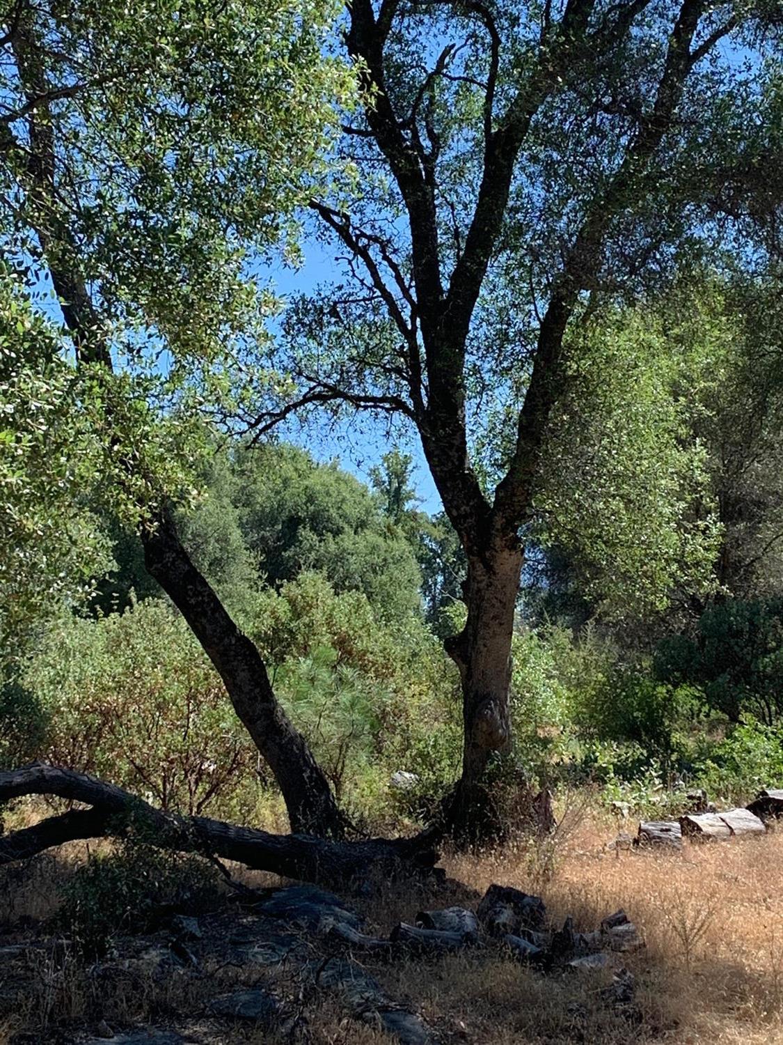 3974 Pacific Bars Road Mariposa, CA 95338 - Photo 13 of 22 Gallery Image 13