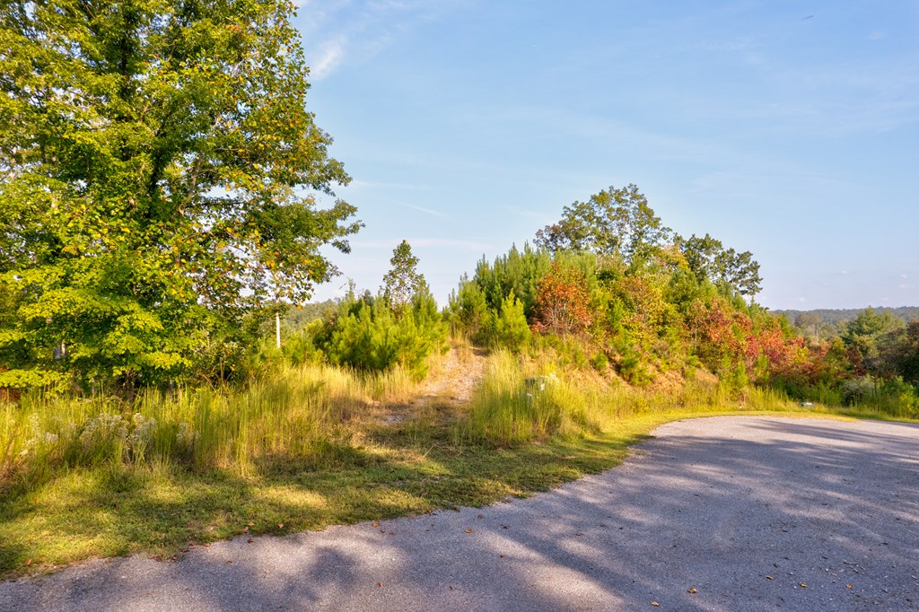115 Ridge Wood Trail Hiawassee, GA 30546 - Photo 14 of 34 a view of yard with tree in front of it