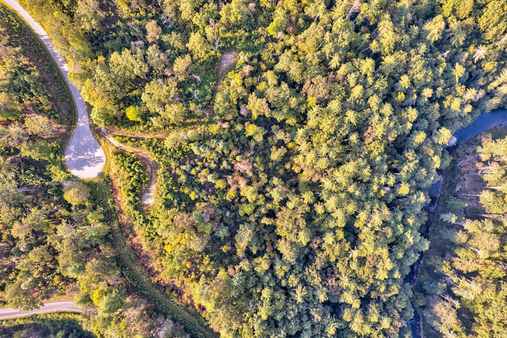 115 Ridge Wood Trail Hiawassee, GA 30546 - Photo 18 of 34 a view of a tree
