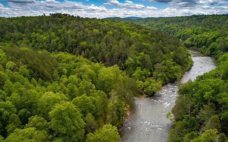 115 Ridge Wood Trail Hiawassee, GA 30546 - Photo 19 of 34 a view of a lush green forest with lots of trees