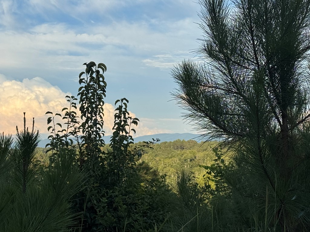 115 Ridge Wood Trail Hiawassee, GA 30546 - Photo 34 of 34 a view of a small yard with wooden fence