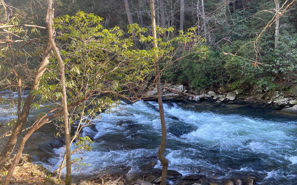 115 Ridge Wood Trail Hiawassee, GA 30546 - Photo 4 of 34 a view of a garden with plants