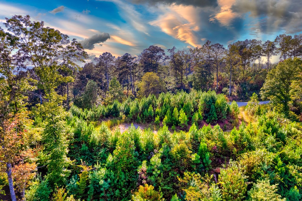 115 Ridge Wood Trail Hiawassee, GA 30546 - Photo 7 of 34 a view of a bunch of flowers