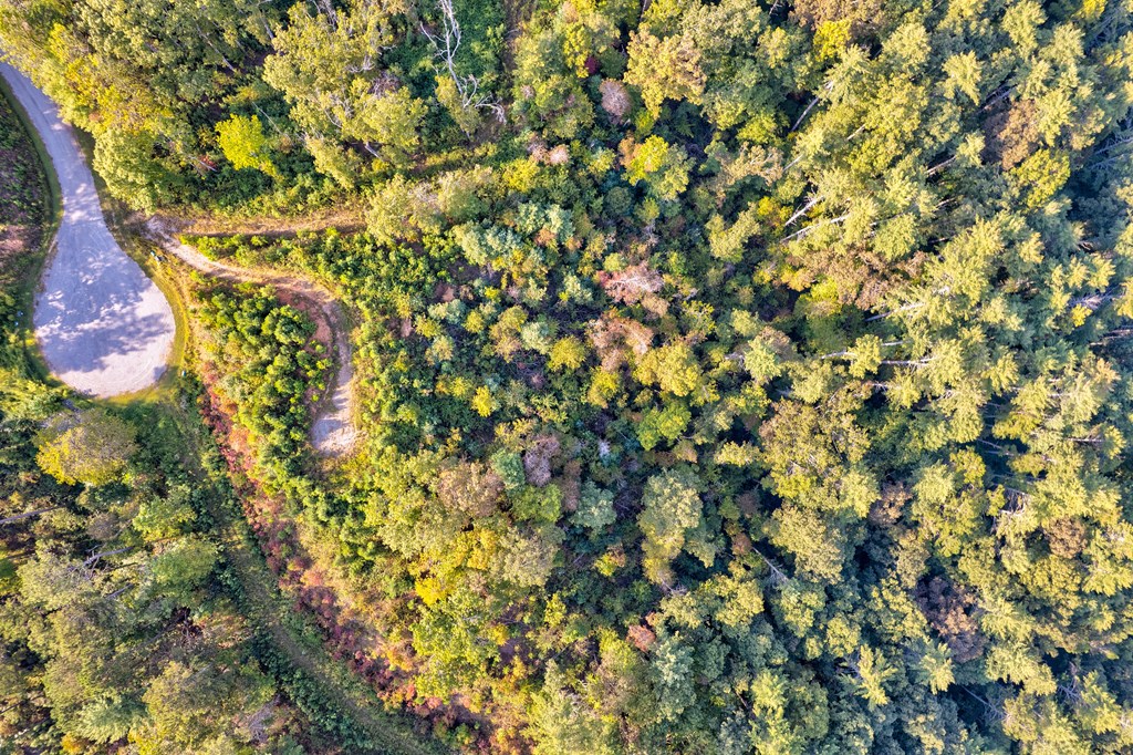 115 Ridge Wood Trail Hiawassee, GA 30546 - Photo 10 of 34 a view of a tree