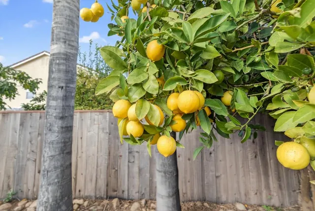 a view of outdoor space yard and patio