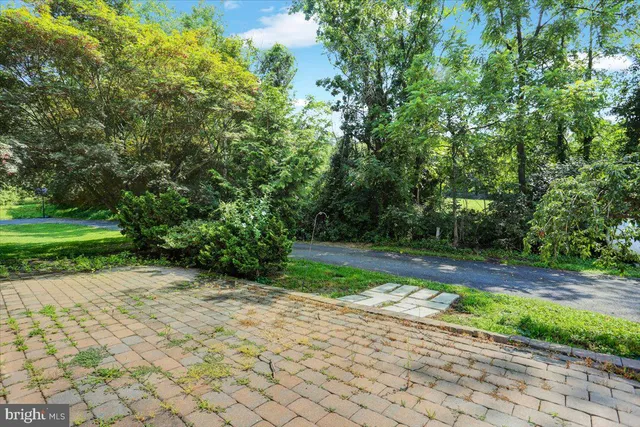 a view of a yard with plants and large trees