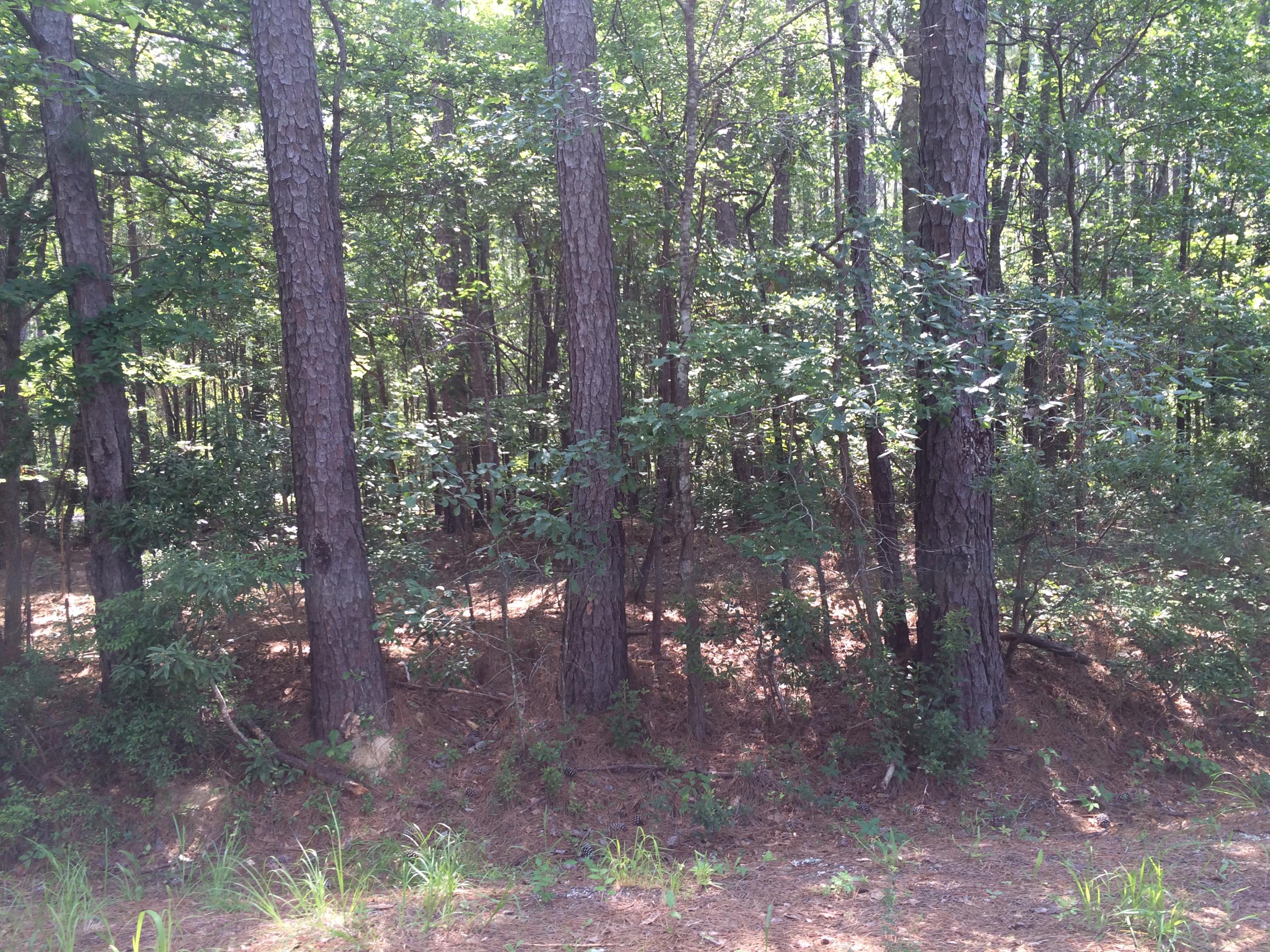 Lot 2 Barons Road Summerville, SC 29483 - Photo 2 of 3 001 (8)