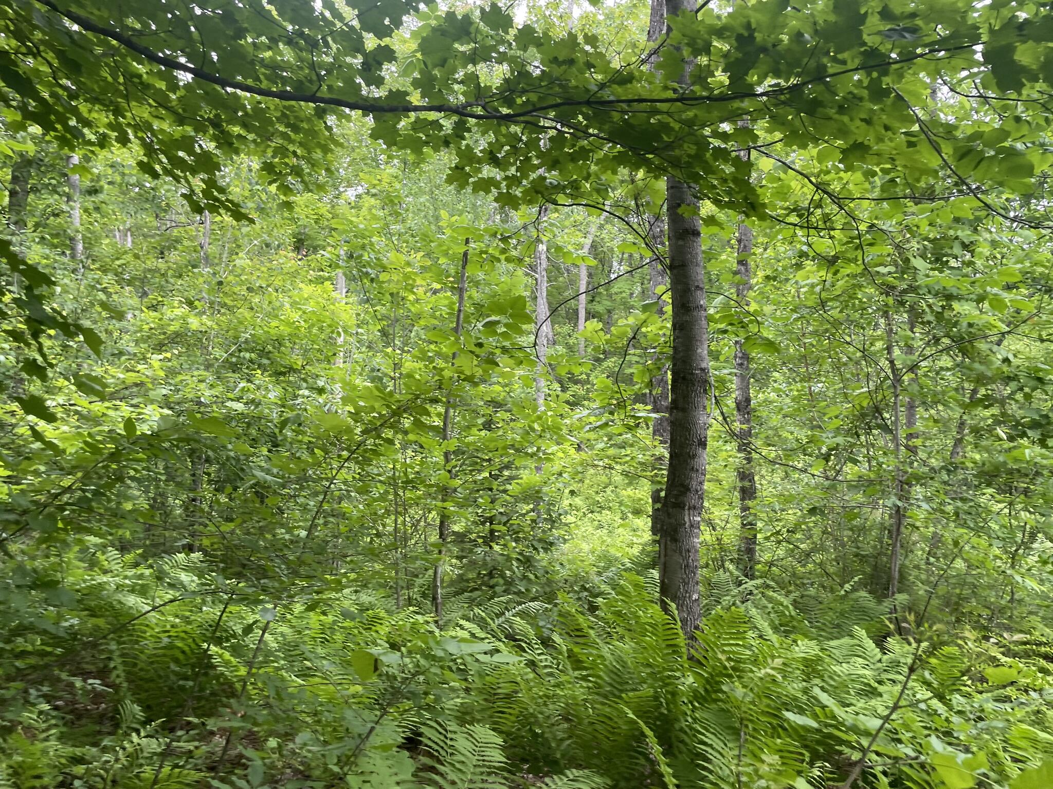 19 Swan Road New Sharon, ME 04955 - Photo 97 of 124 IMG_6300
