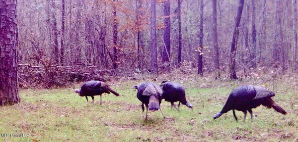 $299,500 | 6 Old Red Star Road, Wesson, MS 39191
