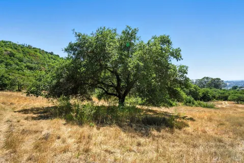 a view of a yard with plants and large trees