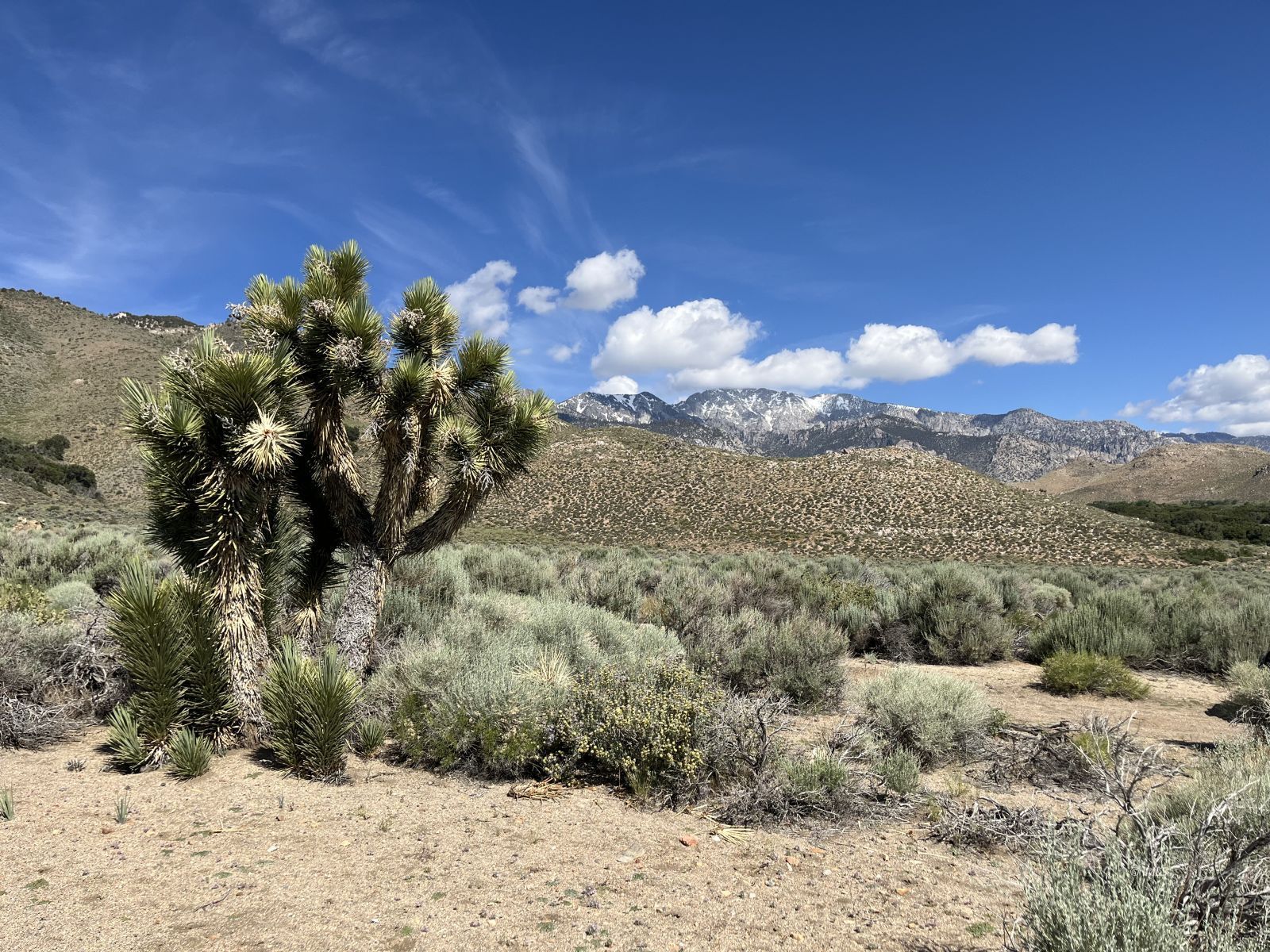 2550 Sage Flats Road Olancha, CA 93549 - Photo 6 of 14 a view of a yard