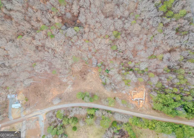 a close up of a tree