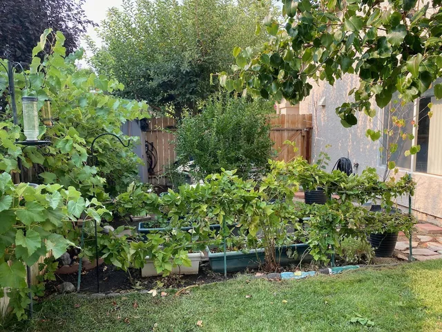 front view of a house with a tree