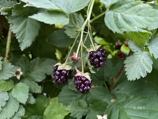 a bunch of flowers in a garden