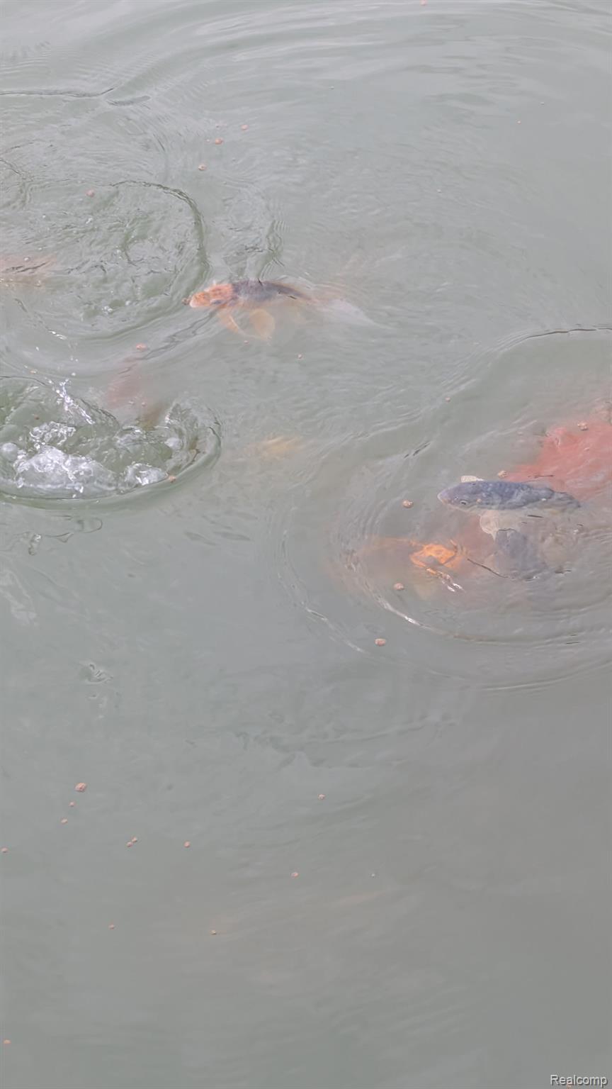23233 30 Mile Road Ray, MI 48096 - Photo 71 of 73 Incredible Koi Group in the Front Pond