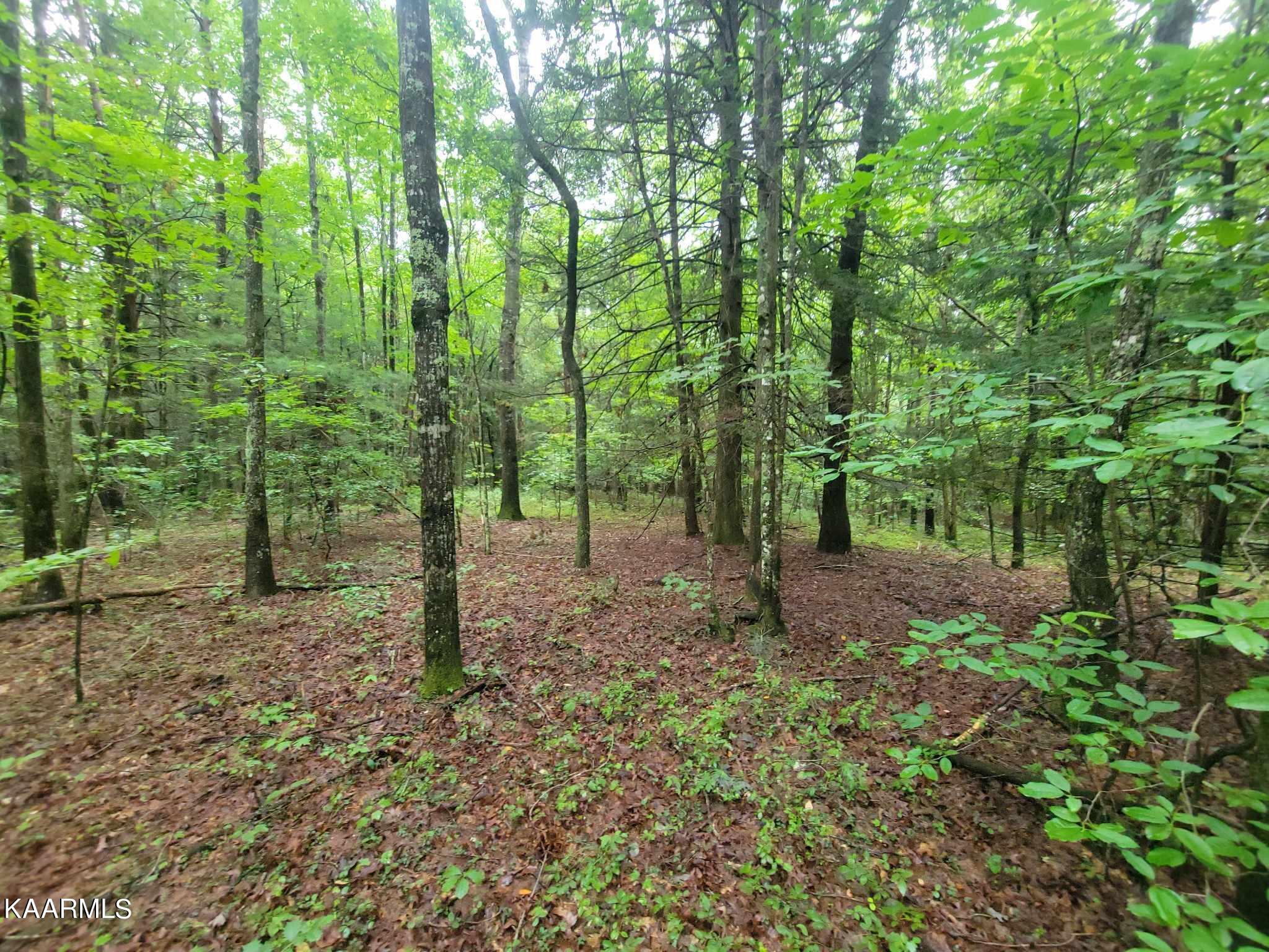 40 Model Farm Road Jamestown, TN 38556 - Photo 14 of 59 364358196_1397555477477704_8619063057842