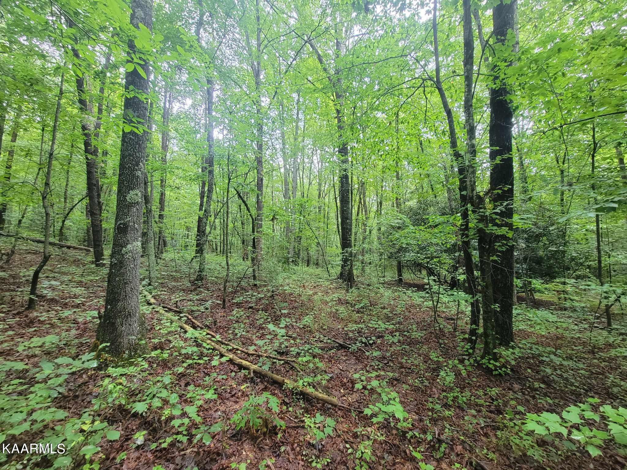 40 Model Farm Road Jamestown, TN 38556 - Photo 19 of 59 364418432_142489795555859_43752487391769