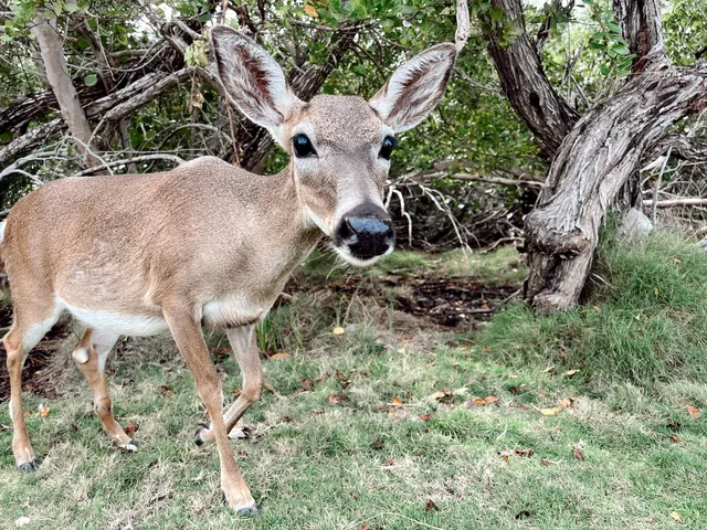 $1,850,000 | 3746 Park Avenue, Big Pine Key, FL 33043