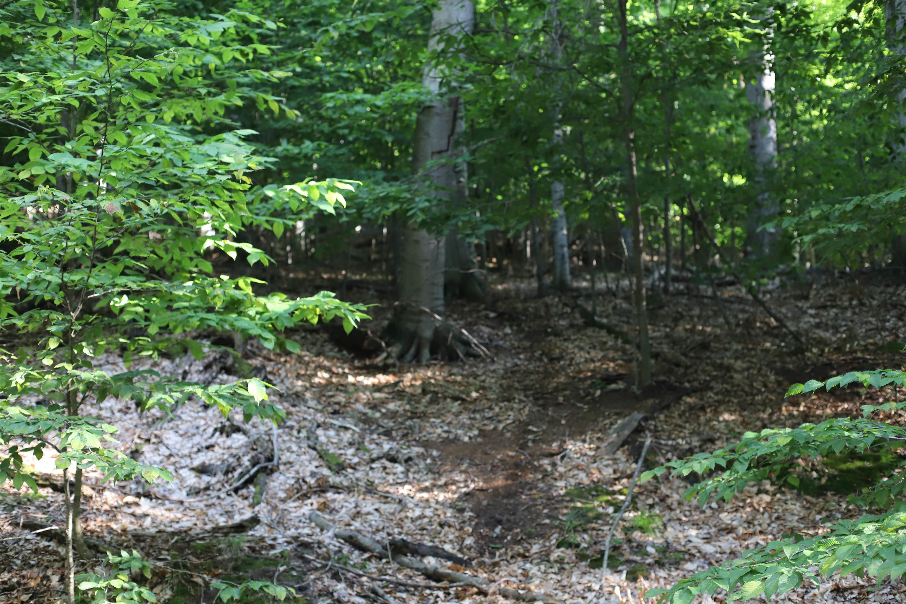 16 Spring Valley Road, Unit LOT: 16 Beulah, MI 49617 - Photo 9 of 9 Gallery Image 9