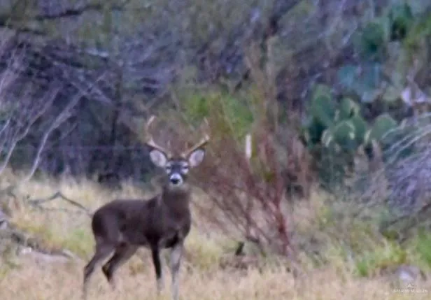 $3,470,000 | 17501 Highway 359, Mirando City, TX 78369