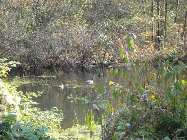 Lot 9 Piper Road West Springfield, MA 01089 - Photo 6 of 7 Gallery Image 6