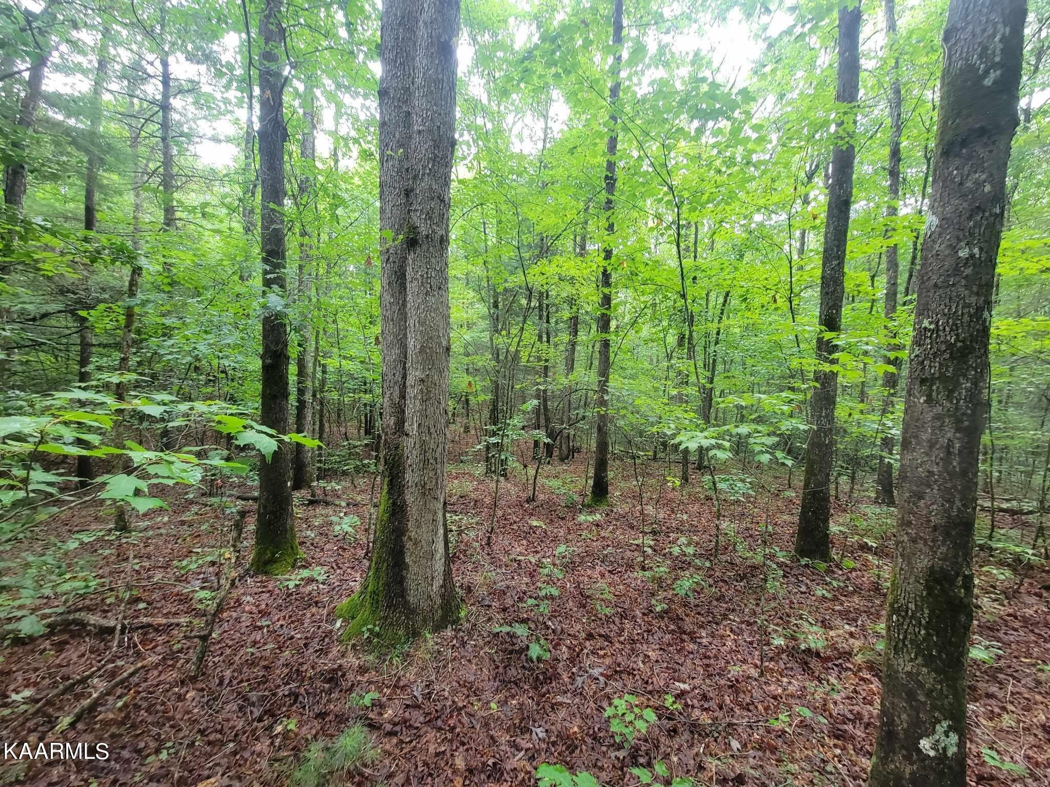 0 40 Model Farm Road Jamestown, TN 38556 - Photo 44 of 59