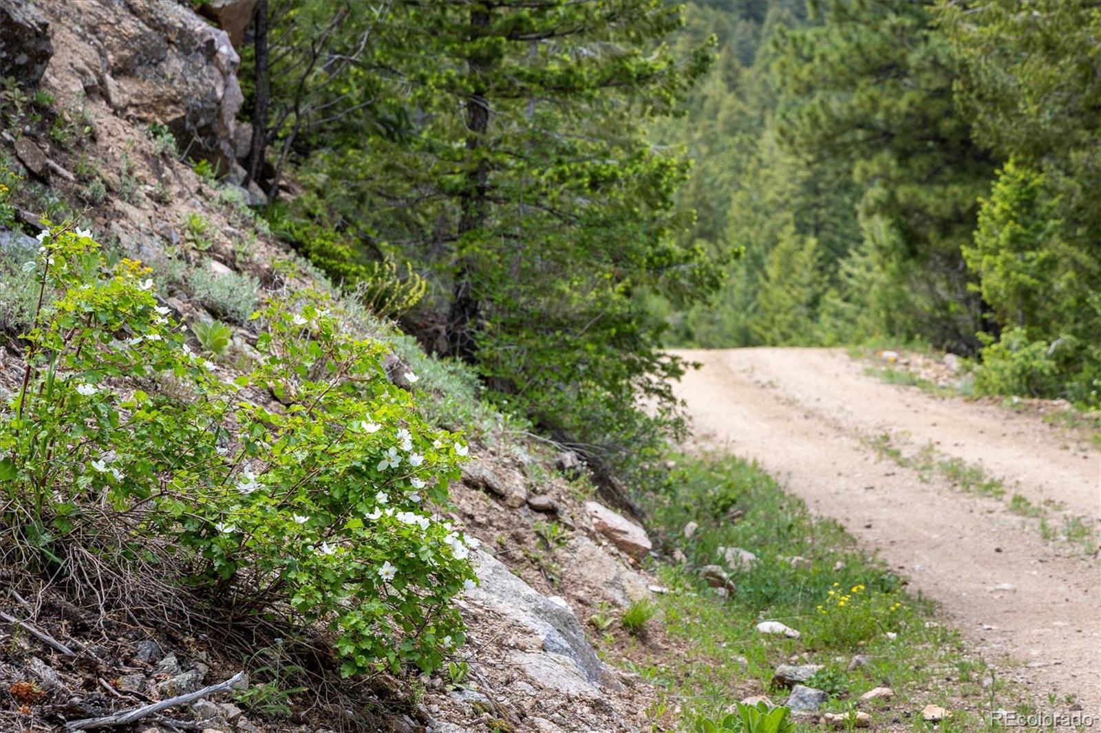 1546 Chute Road Golden, CO 80403 - Photo 20 of 36 a view of a yard with plants and tree