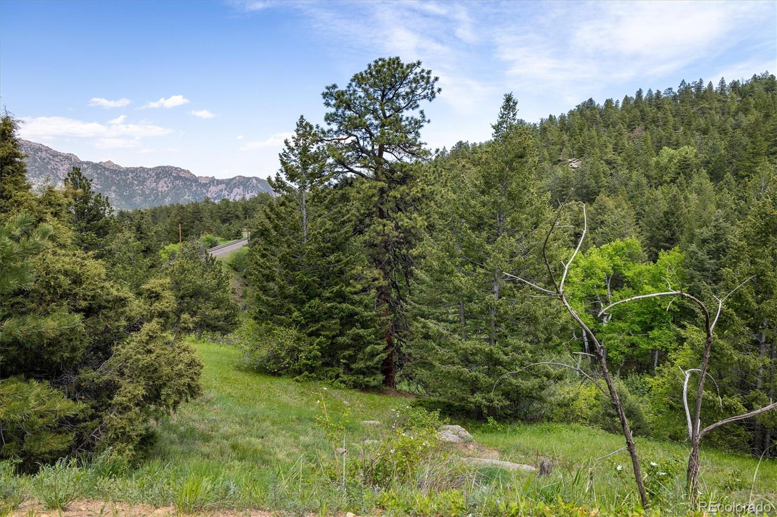 1546 Chute Road Golden, CO 80403 - Photo 7 of 36 a view of a lush green forest with large trees