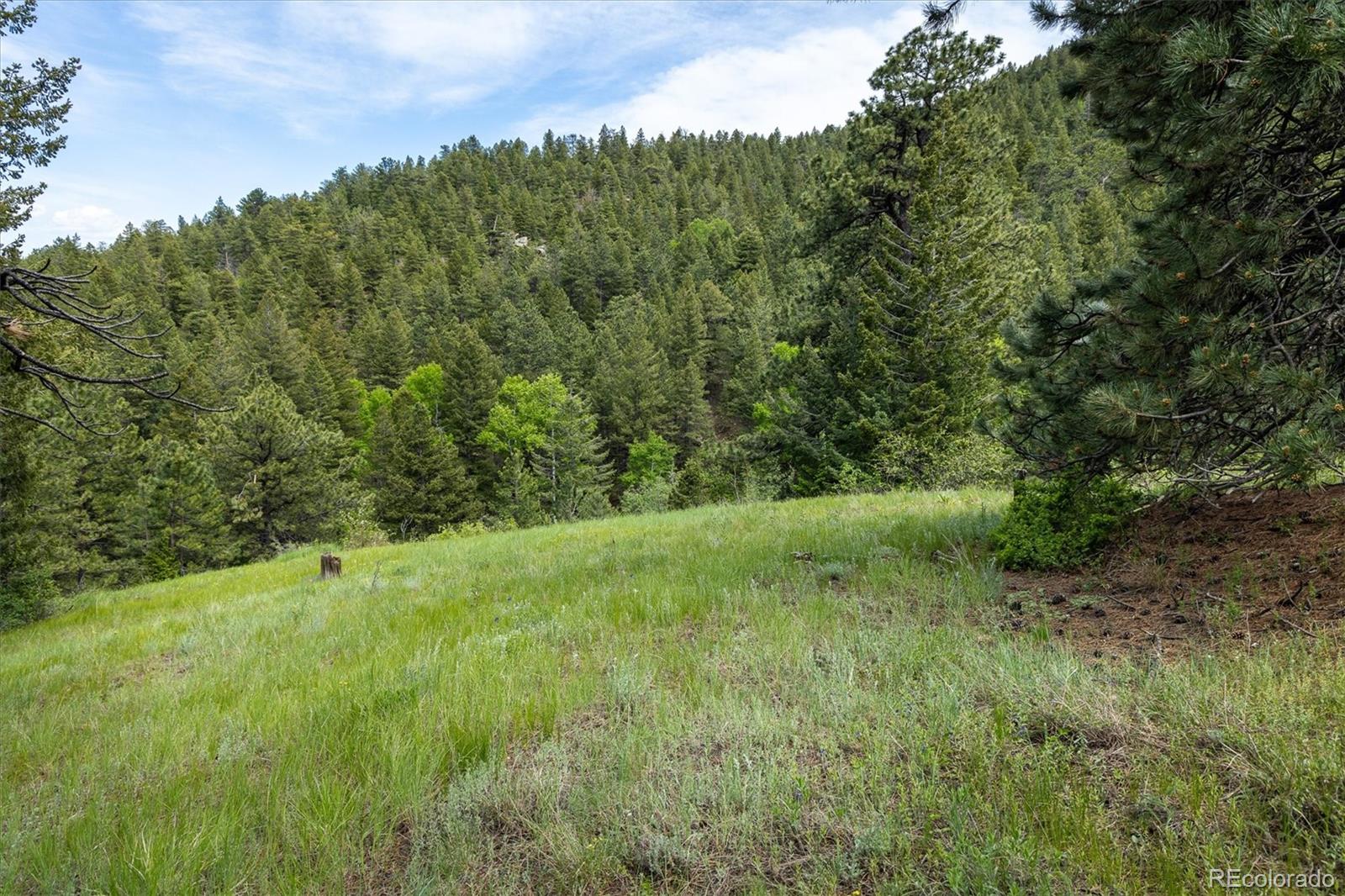 1546 Chute Road Golden, CO 80403 - Photo 9 of 36 a view of a lush green forest with large trees