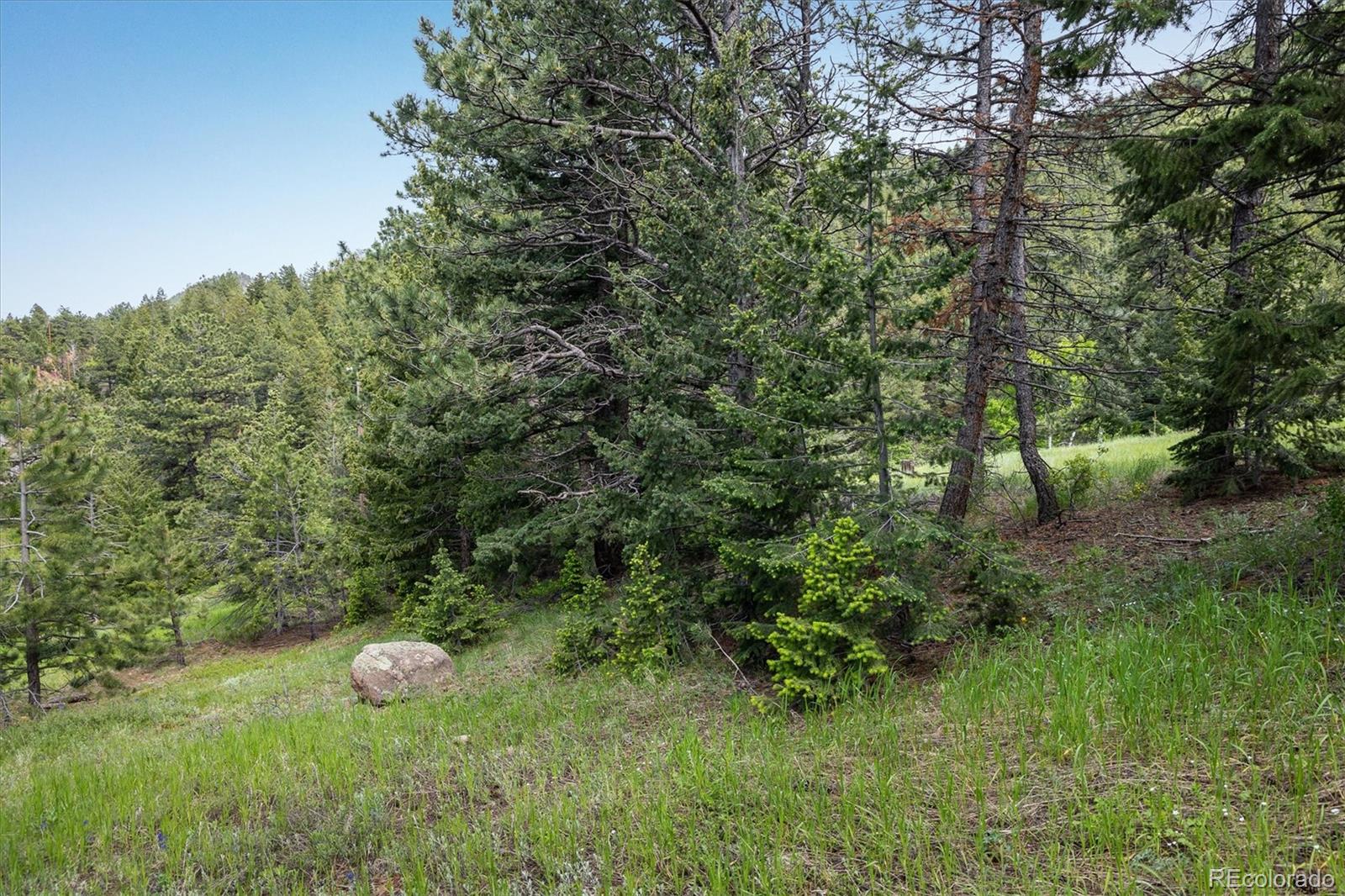 1546 Chute Road Golden, CO 80403 - Photo 10 of 36 a view of a forest with trees