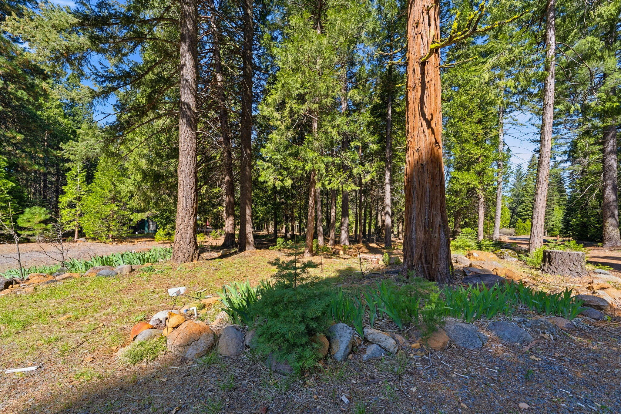 7682 Brokeoff Meadows Road Shingletown, CA 96088 - Photo 45 of 61 a view of a yard with plants and trees