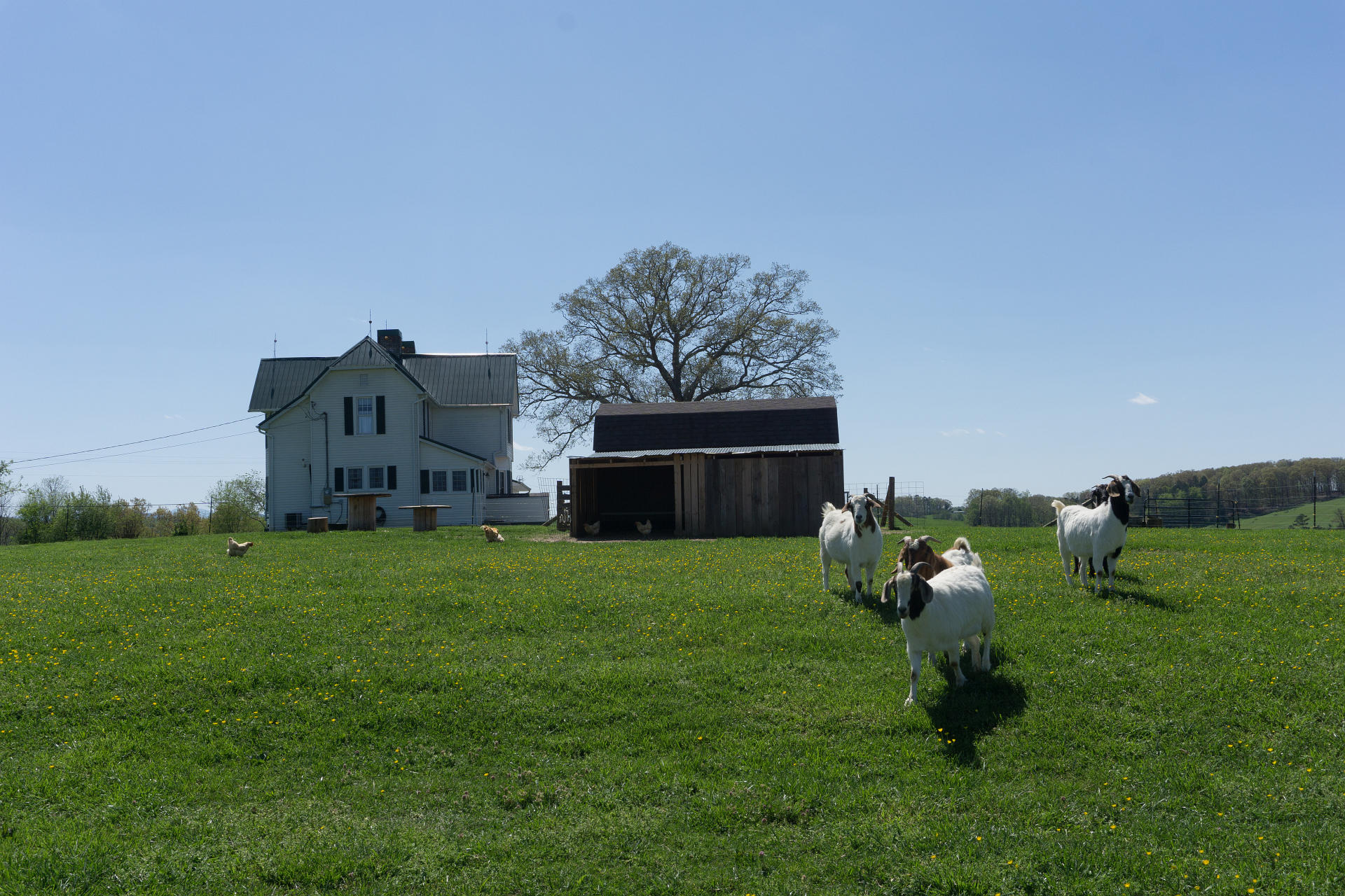 7870 West Allens Bridge Road Greeneville, TN 37743 - Photo 83 of 114 7870AllenBridgeG_13