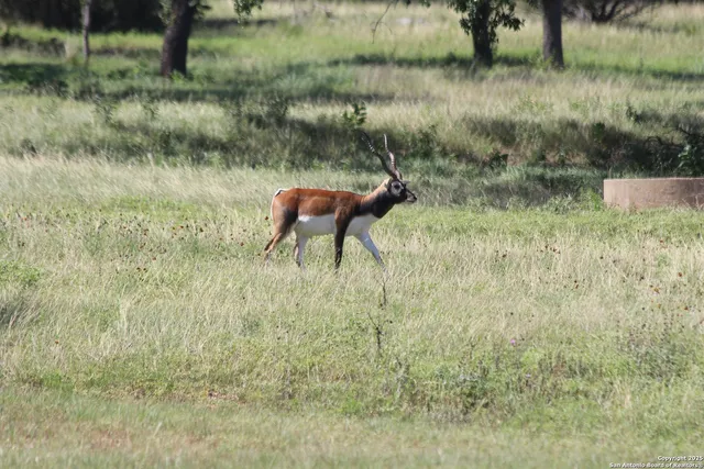 $222,500 | 239 Flickering Sky Circle, Blanco, TX 78606