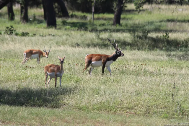 $222,500 | 239 Flickering Sky Circle, Blanco, TX 78606