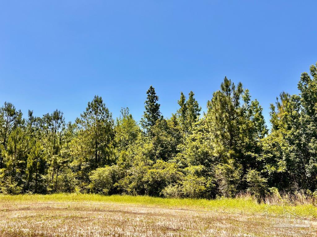 Lot 42 Mineral Springs Road Jay, FL 32565 - Photo 13 of 18 a view of a yard with an outdoor space