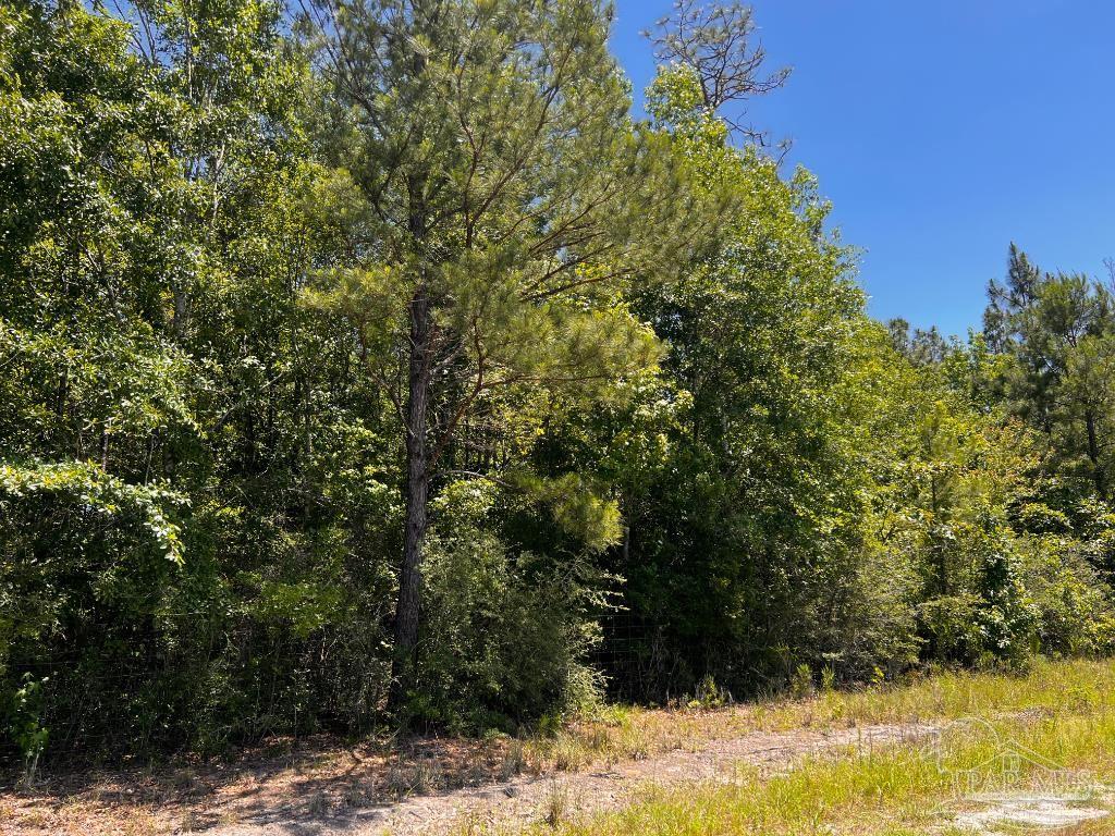 Lot 42 Mineral Springs Road Jay, FL 32565 - Photo 7 of 18 a view of a yard