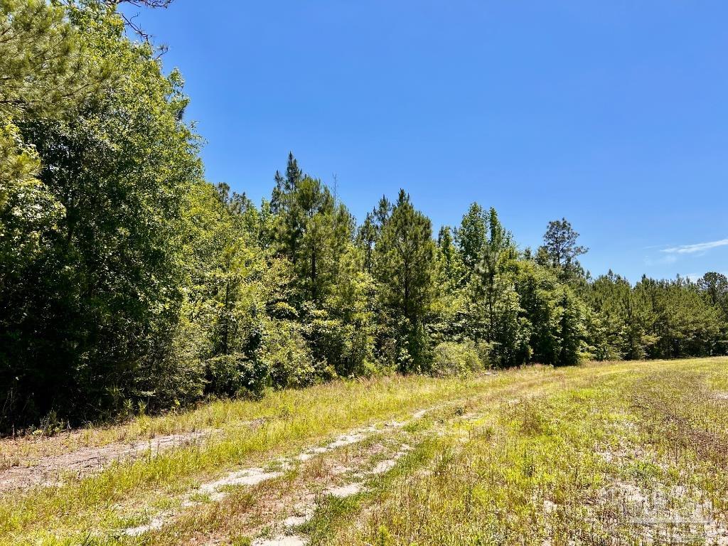 Lot 42 Mineral Springs Road Jay, FL 32565 - Photo 8 of 18 a view of a yard