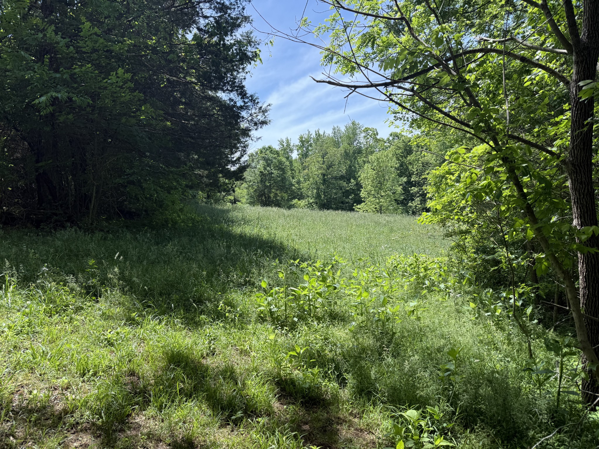 335 Nelson Cemetery Road Monroe, TN 38573 - Photo 17 of 81 a view of a lush green space