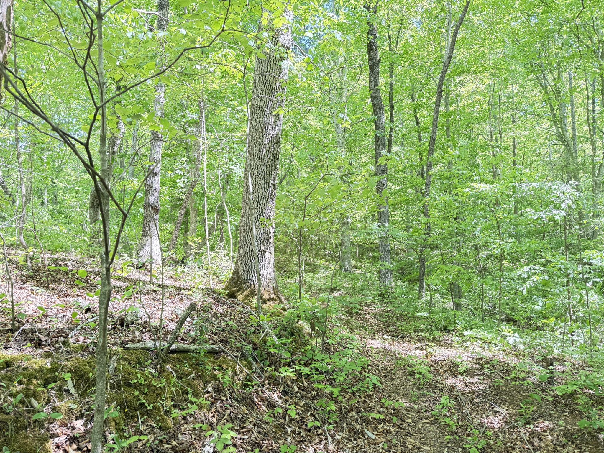 335 Nelson Cemetery Road Monroe, TN 38573 - Photo 20 of 81 a view of outdoor space and trees