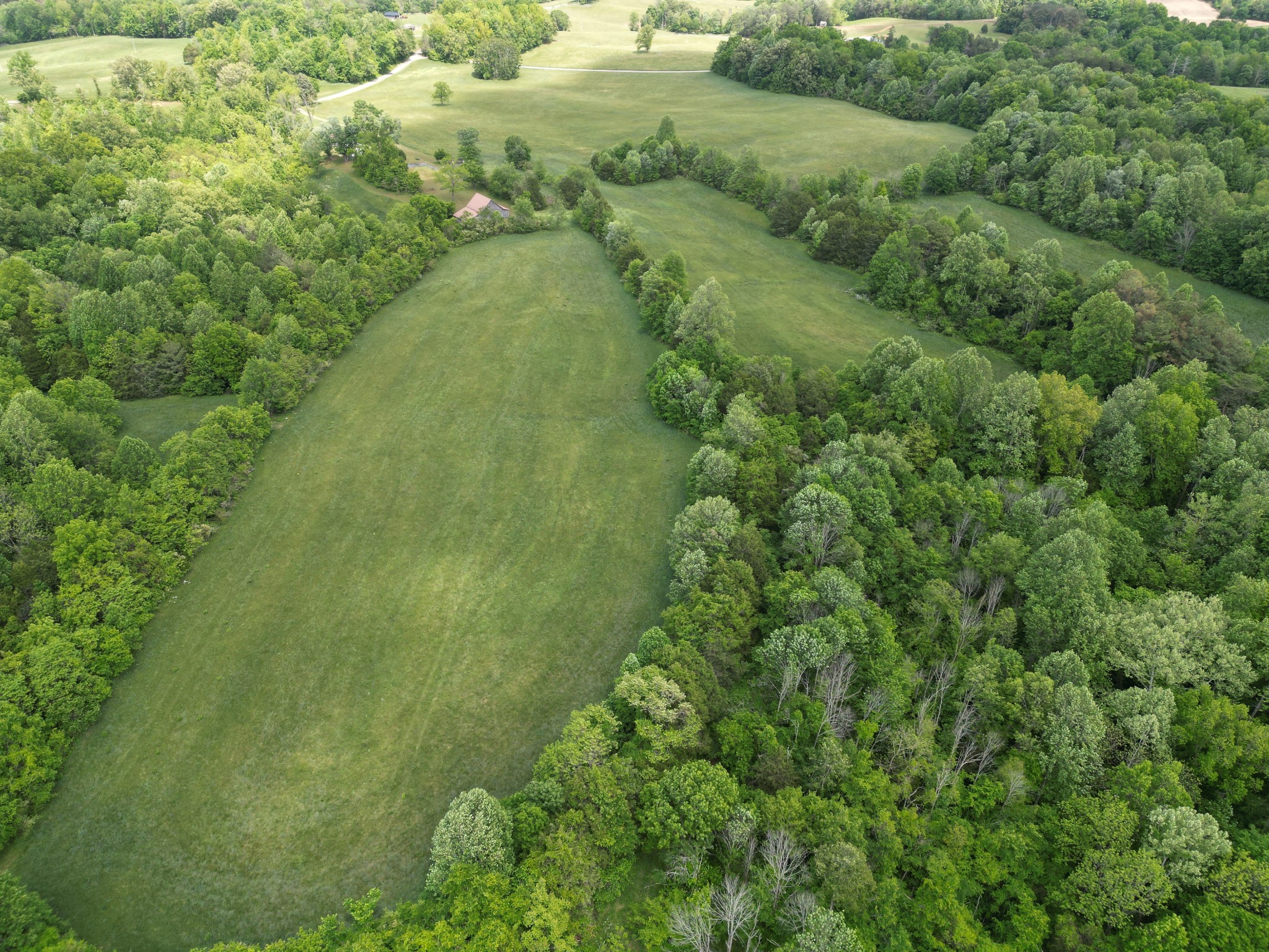 335 Nelson Cemetery Road Monroe, TN 38573 - Photo 24 of 81 a view of a lush green forest with lots of trees