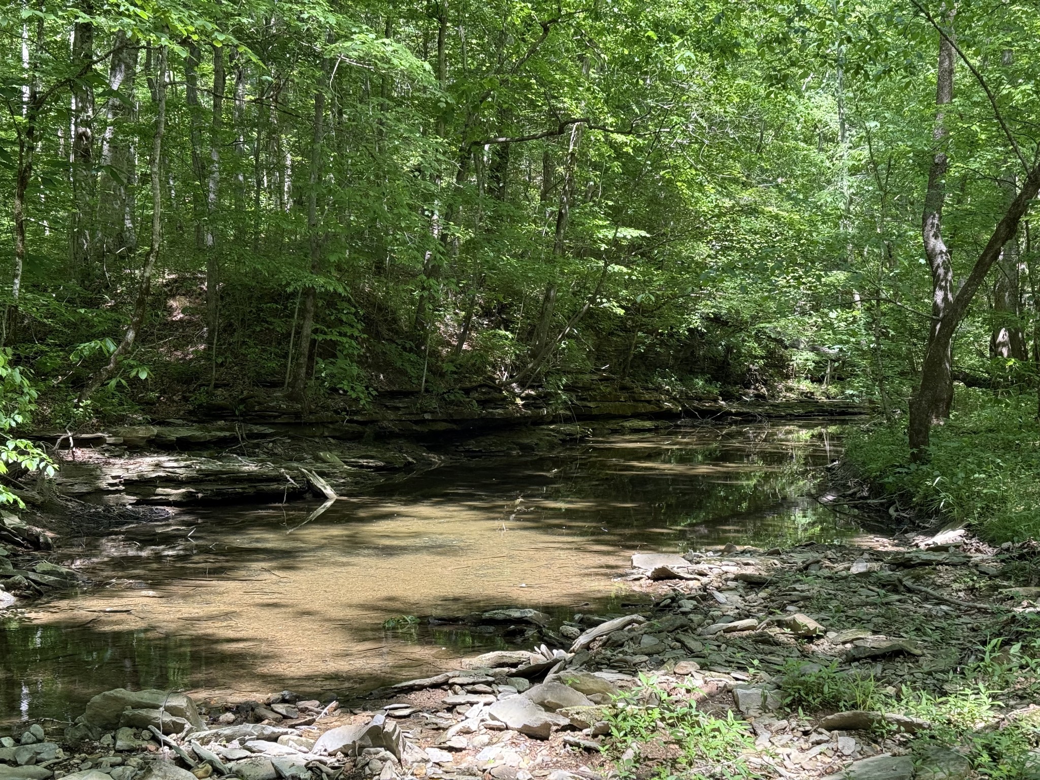 335 Nelson Cemetery Road Monroe, TN 38573 - Photo 26 of 81 a view of a water under a large tree
