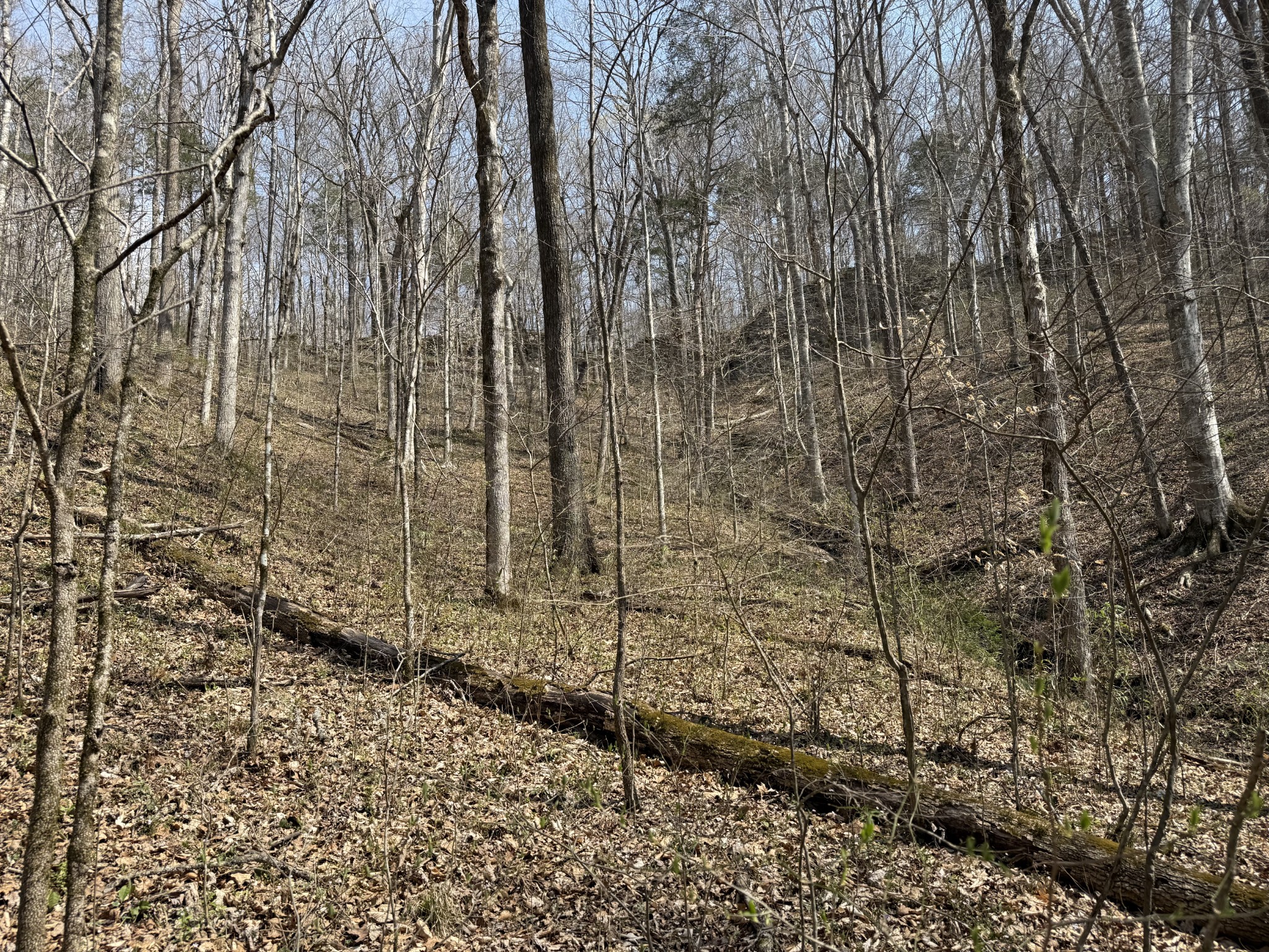 335 Nelson Cemetery Road Monroe, TN 38573 - Photo 37 of 81 a view of a backyard of the house