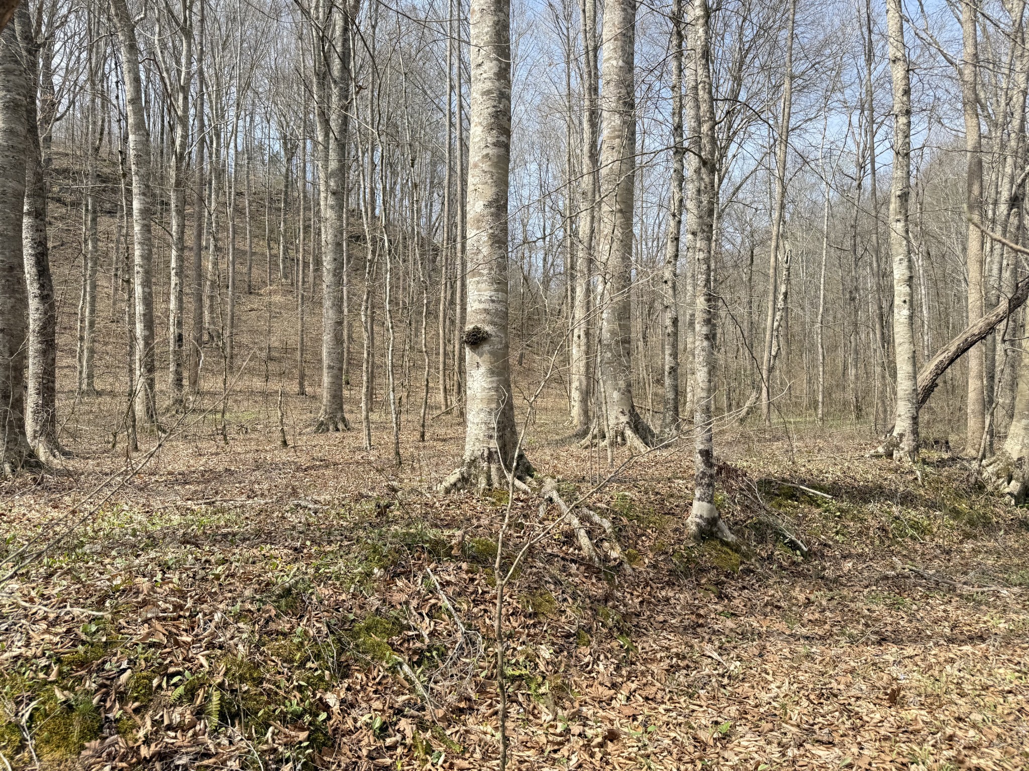 335 Nelson Cemetery Road Monroe, TN 38573 - Photo 54 of 81 a view of a backyard of the house