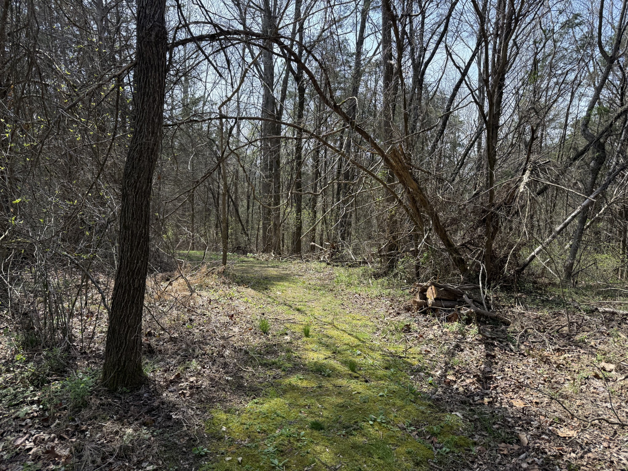 335 Nelson Cemetery Road Monroe, TN 38573 - Photo 61 of 81 a view of a yard with large trees