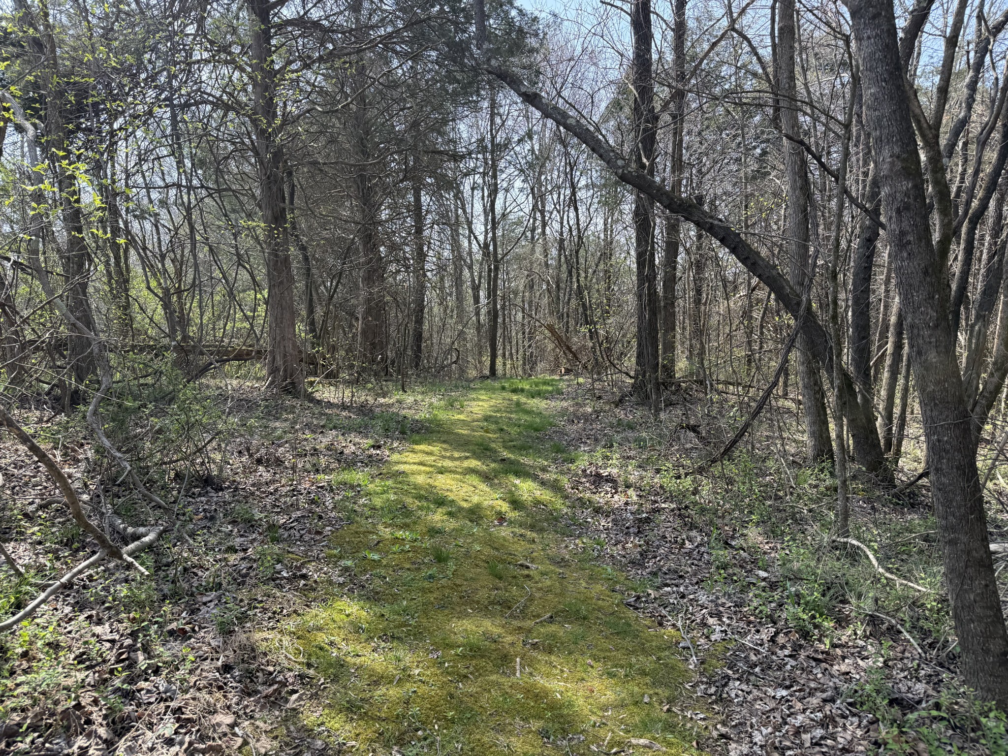 335 Nelson Cemetery Road Monroe, TN 38573 - Photo 62 of 81 a big yard with lots of green space and trees