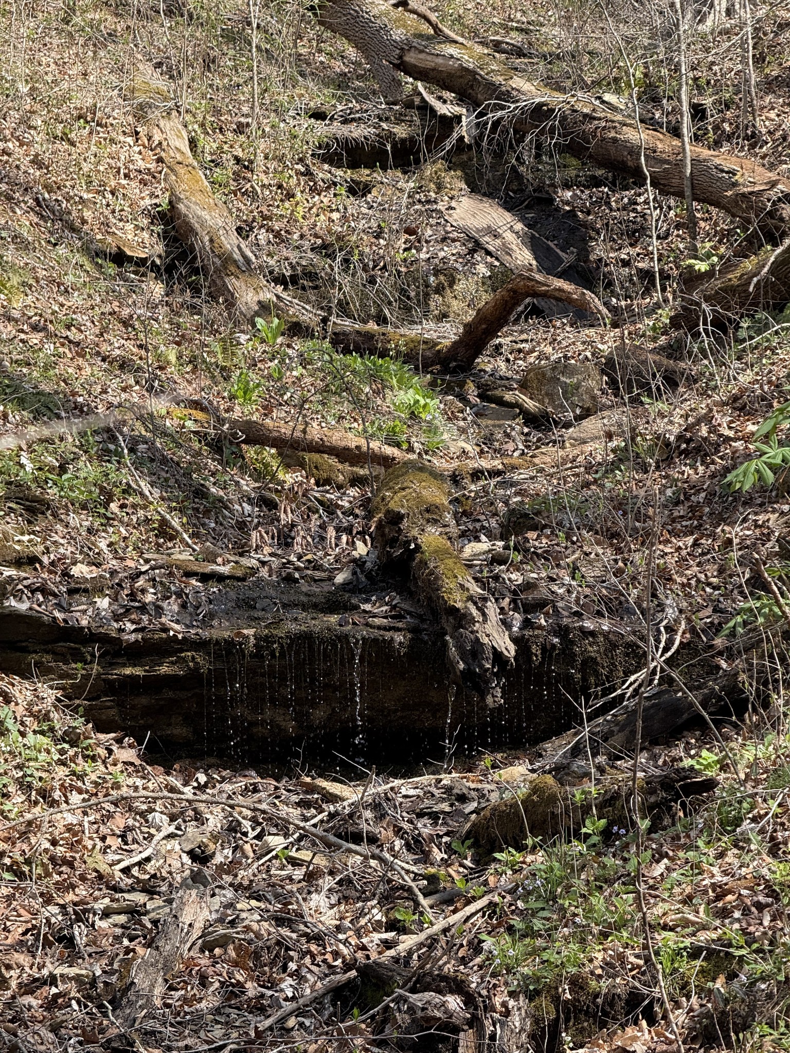 335 Nelson Cemetery Road Monroe, TN 38573 - Photo 66 of 81 a view of a backyard of the house