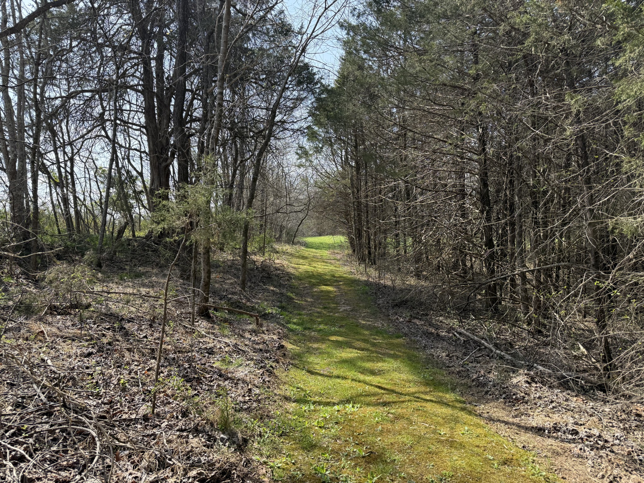 335 Nelson Cemetery Road Monroe, TN 38573 - Photo 68 of 81 a view of a yard with trees